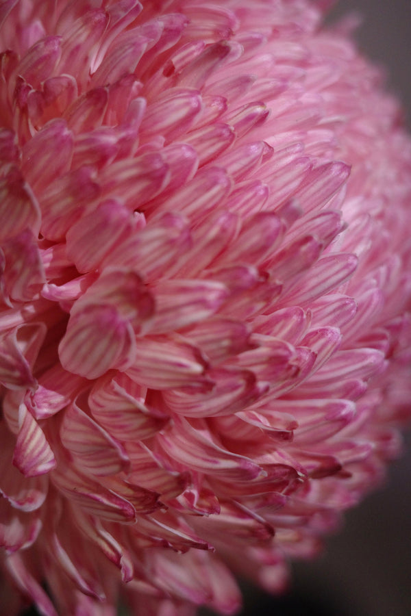 29日はポプリの服の日 全品ポイント10倍 - 終了致しました